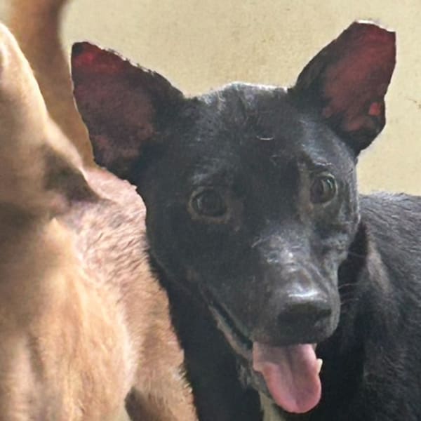 【待認養】混種犬 狗 (男生) - 澎湖縣流浪動物收容中心