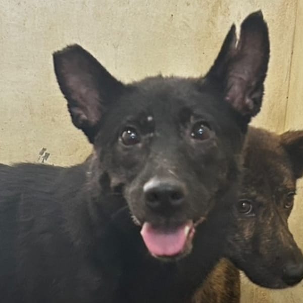 【待認養】混種犬 狗 (女生) - 澎湖縣流浪動物收容中心