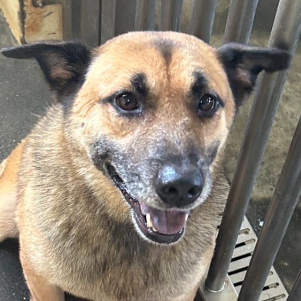 【待認養】混種犬 狗 (男生) - 澎湖縣流浪動物收容中心