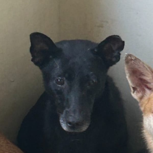 【待認養】混種犬 狗 (男生) - 澎湖縣流浪動物收容中心