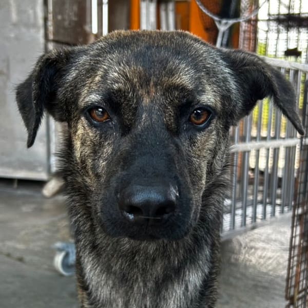 【待認養】混種犬 狗 (男生) - 澎湖縣流浪動物收容中心