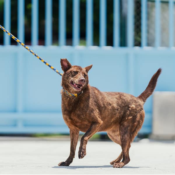 【待認養】混種犬 狗 (女生) - 新北市八里區公立動物之家