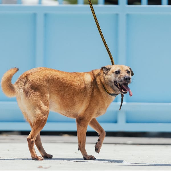 【待認養】混種犬 狗 (男生) - 新北市八里區公立動物之家