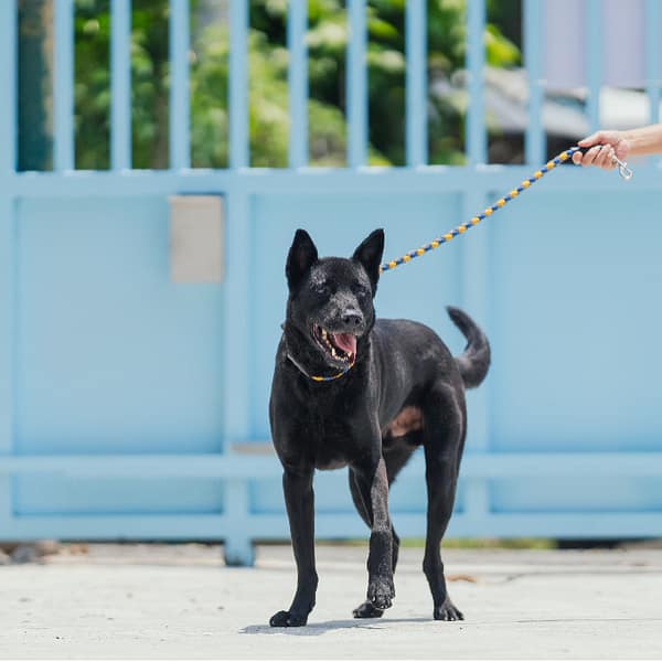 【待認養】混種犬 狗 (男生) - 新北市八里區公立動物之家
