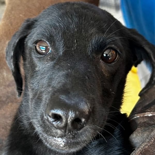【待認養】混種犬 狗 (女生) - 澎湖縣流浪動物收容中心