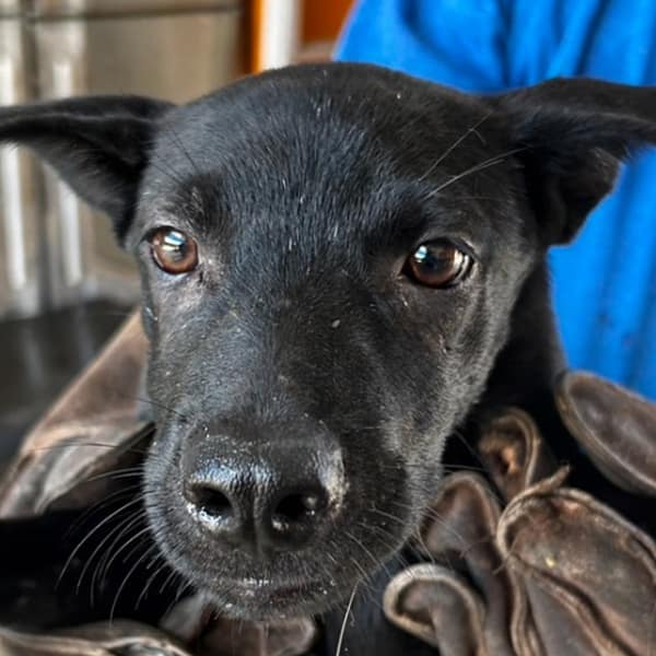 【待認養】混種犬 狗 (女生) - 澎湖縣流浪動物收容中心