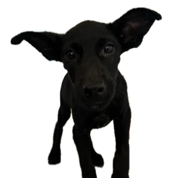 【待認養】混種犬 狗 (女生) - 澎湖縣流浪動物收容中心