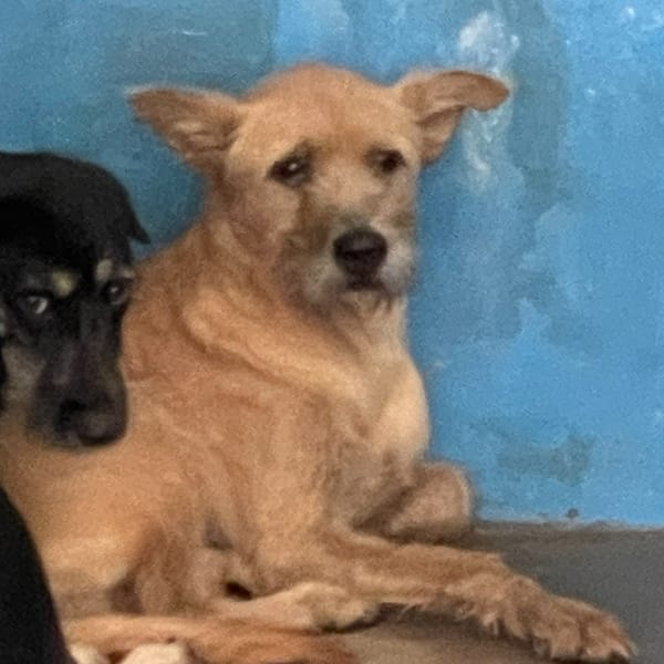 【待認養】混種犬 狗 (女生) - 苗栗縣動物保護教育園區