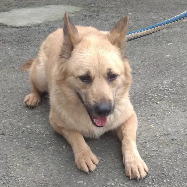 【待認養】混種犬 狗 (男生) - 新北市中和區公立動物之家