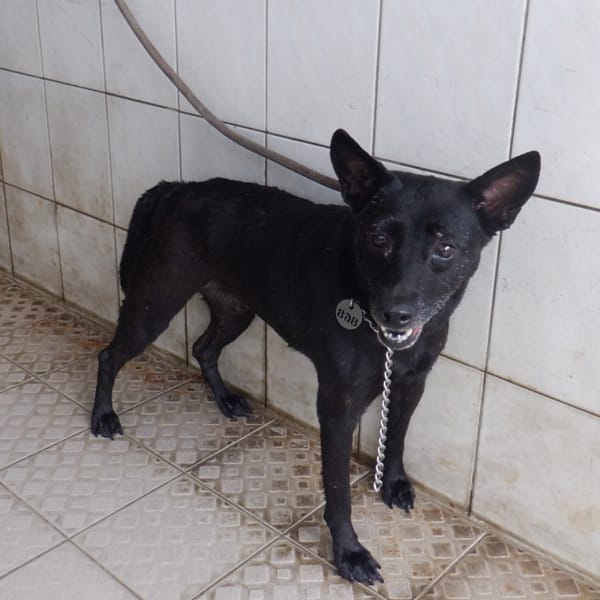 【待認養】混種犬 狗 (女生) - 南投縣公立動物收容所