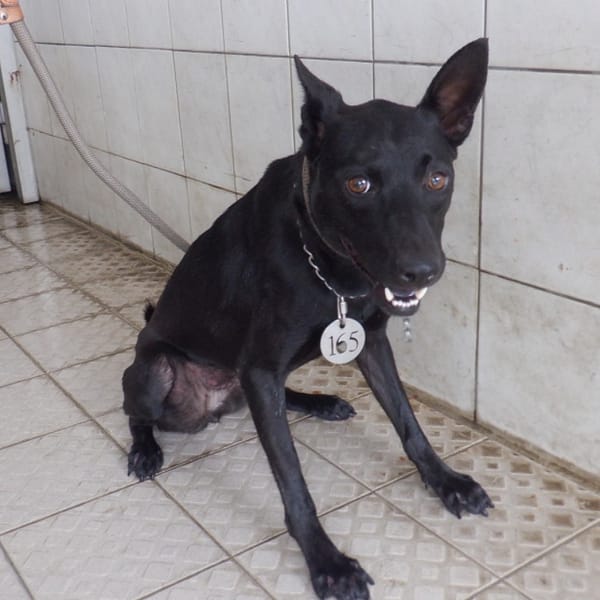 【待認養】混種犬 狗 (女生) - 南投縣公立動物收容所