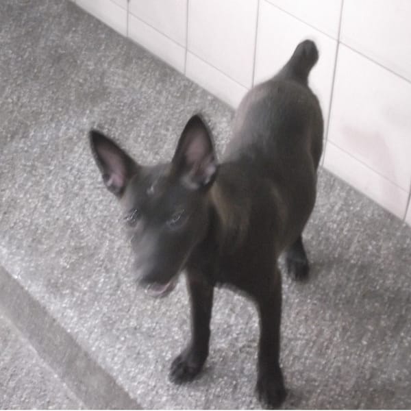 【待認養】混種犬 狗 (女生) - 高雄市燕巢動物保護關愛園區