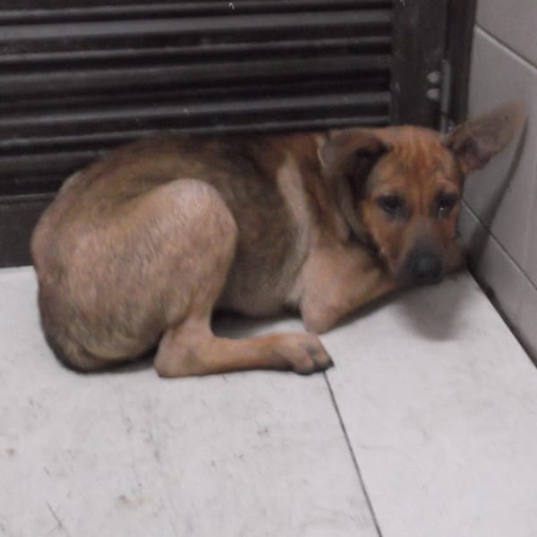 【待認養】混種犬 狗 (女生) - 高雄市燕巢動物保護關愛園區