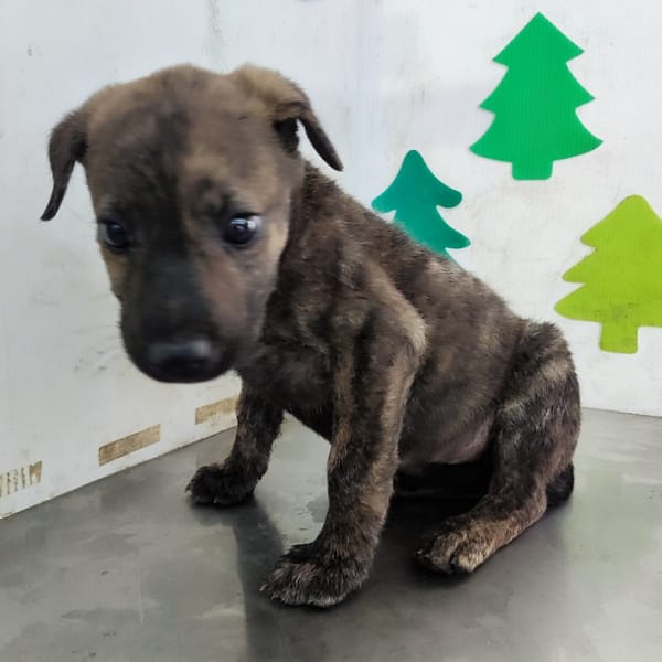 【待認養】混種犬 狗 (女生) - 高雄市燕巢動物保護關愛園區