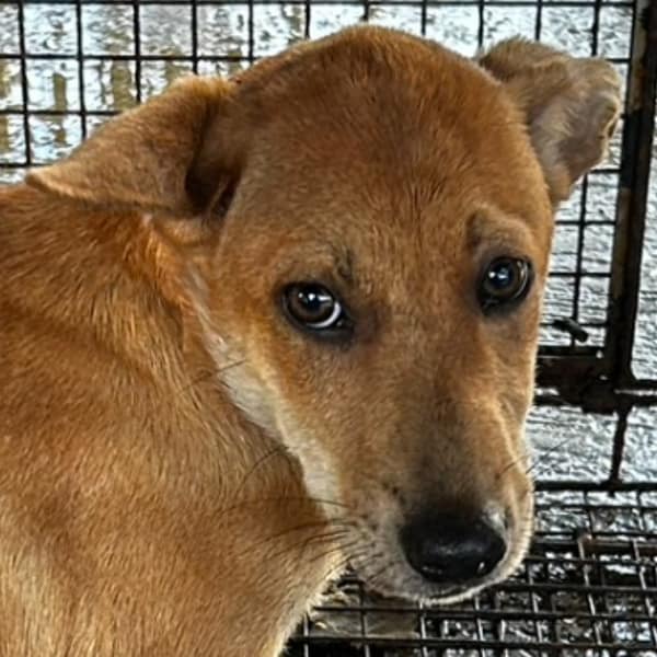 【待認養】混種犬 狗 (女生) - 澎湖縣流浪動物收容中心