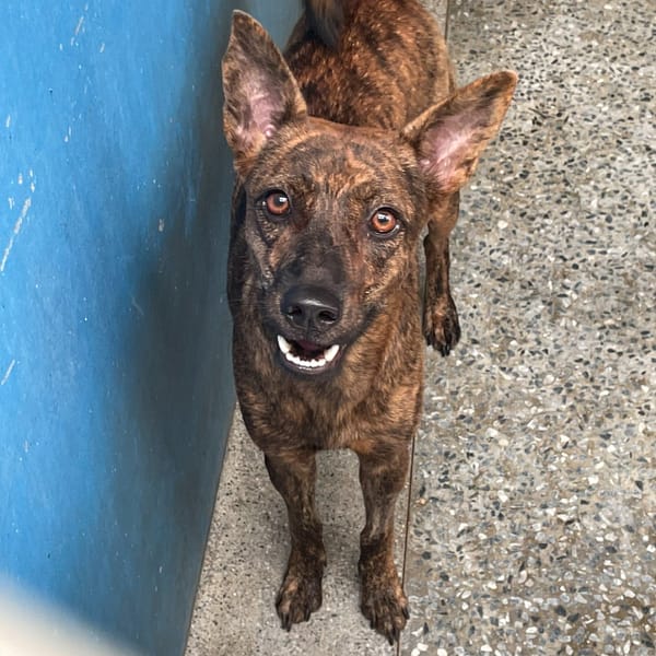 【待認養】混種犬 狗 (女生) - 苗栗縣動物保護教育園區