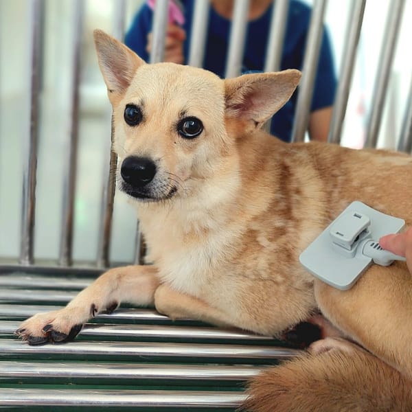 【待認養】混種犬 狗 (女生) - 花蓮縣狗貓躍動園區