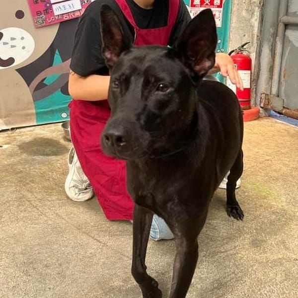 【待認養】混種犬 狗 (女生) - 新北市新店區公立動物之家