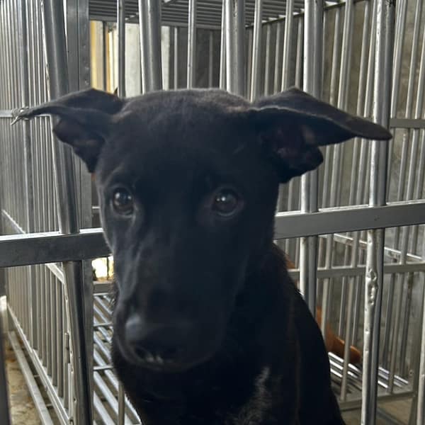 【待認養】混種犬 狗 (男生) - 澎湖縣流浪動物收容中心