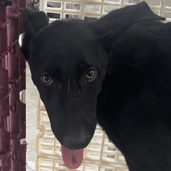 【待認養】混種犬 狗 (男生) - 澎湖縣流浪動物收容中心