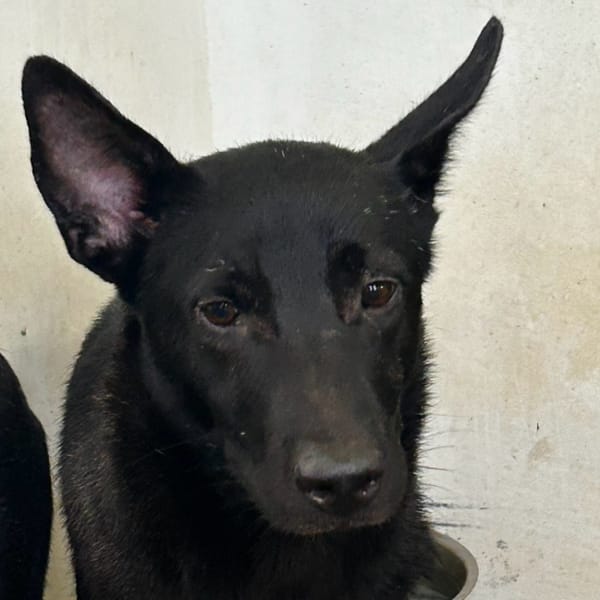 【待認養】混種犬 狗 (男生) - 澎湖縣流浪動物收容中心