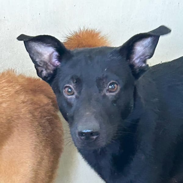 【待認養】混種犬 狗 (男生) - 澎湖縣流浪動物收容中心