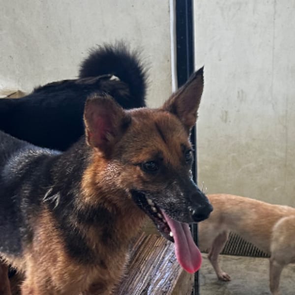 【待認養】混種犬 狗 (女生) - 澎湖縣流浪動物收容中心