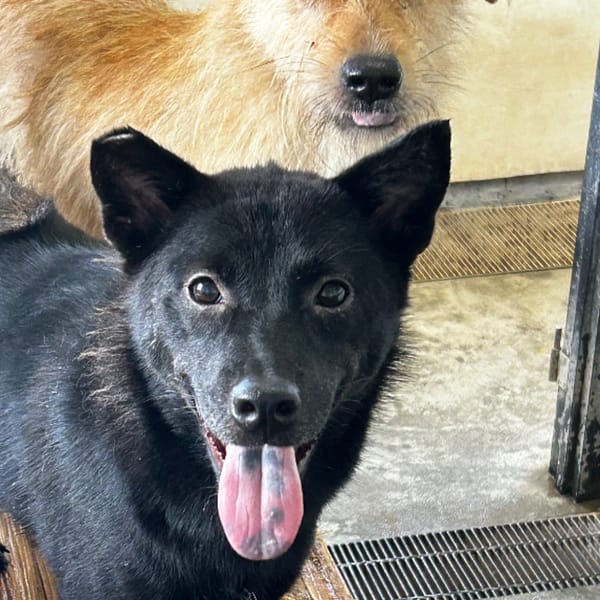 【待認養】混種犬 狗 (女生) - 澎湖縣流浪動物收容中心
