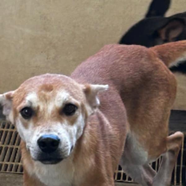 【待認養】混種犬 狗 (男生) - 澎湖縣流浪動物收容中心