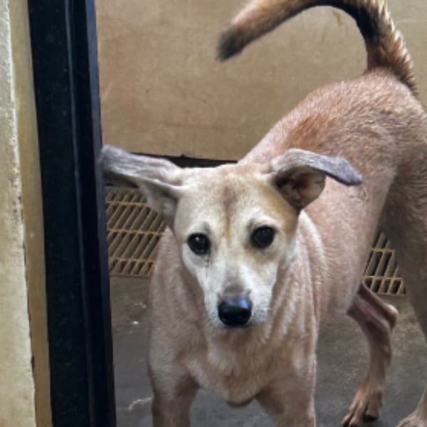 【待認養】混種犬 狗 (女生) - 澎湖縣流浪動物收容中心