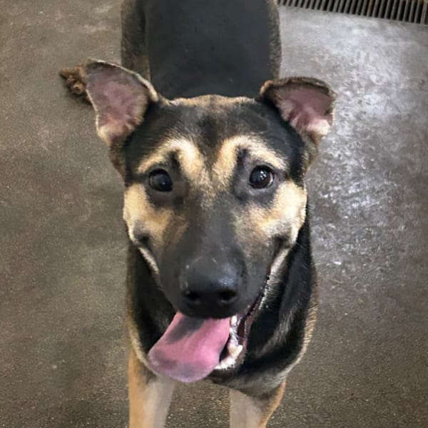 【待認養】混種犬 狗 (男生) - 澎湖縣流浪動物收容中心