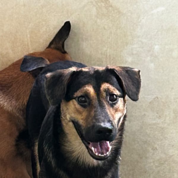 【待認養】混種犬 狗 (男生) - 澎湖縣流浪動物收容中心