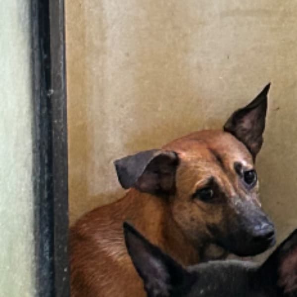 【待認養】混種犬 狗 (男生) - 澎湖縣流浪動物收容中心