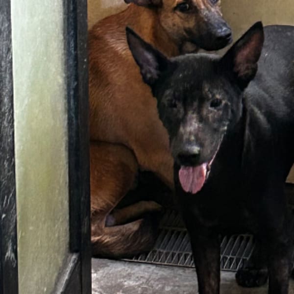 【待認養】混種犬 狗 (男生) - 澎湖縣流浪動物收容中心