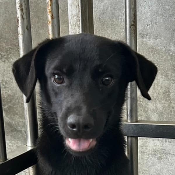 【待認養】混種犬 狗 (男生) - 澎湖縣流浪動物收容中心