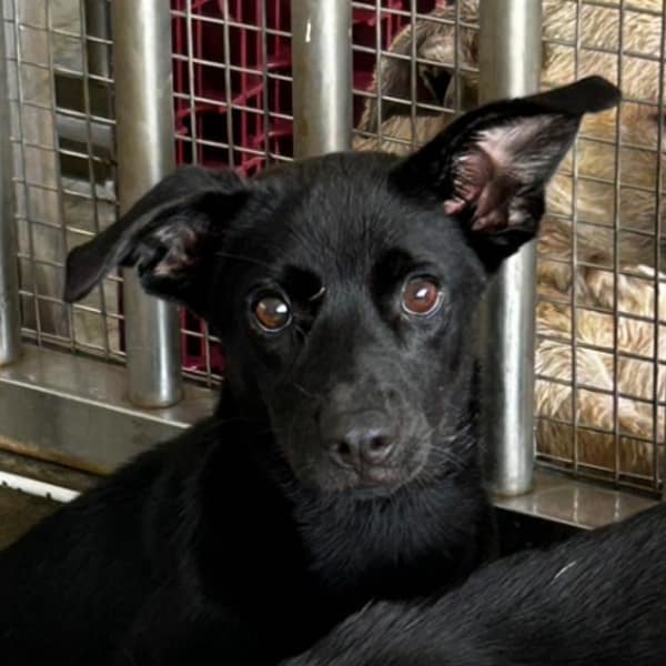 【待認養】混種犬 狗 (女生) - 澎湖縣流浪動物收容中心