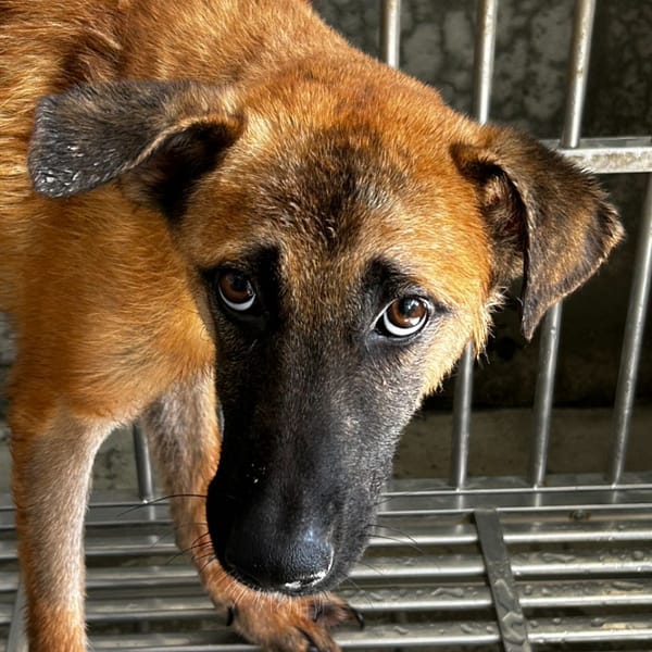 【待認養】混種犬 狗 (男生) - 澎湖縣流浪動物收容中心