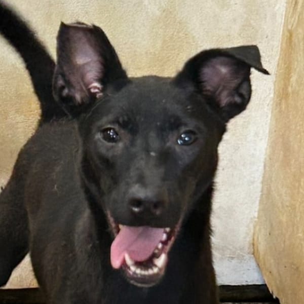 【待認養】混種犬 狗 (女生) - 澎湖縣流浪動物收容中心