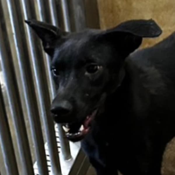 【待認養】混種犬 狗 (女生) - 澎湖縣流浪動物收容中心