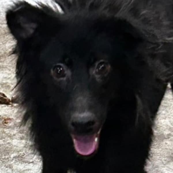 【待認養】混種犬 狗 (女生) - 澎湖縣流浪動物收容中心