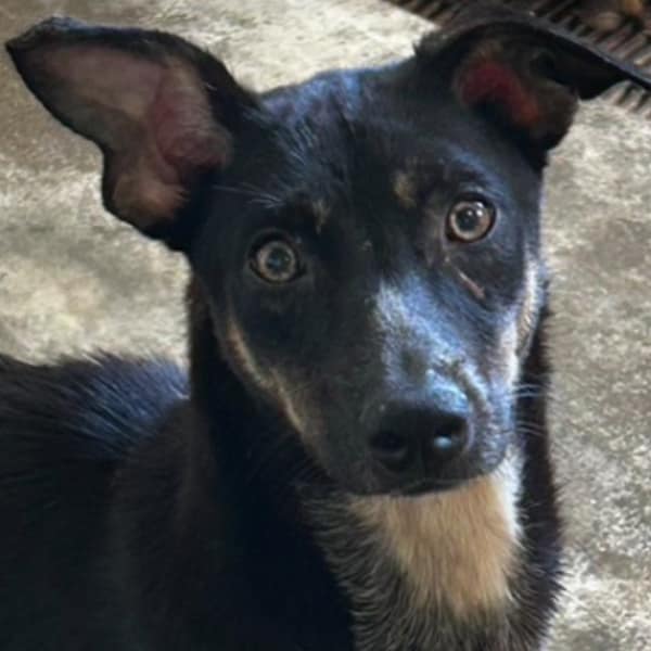 【待認養】混種犬 狗 (女生) - 澎湖縣流浪動物收容中心