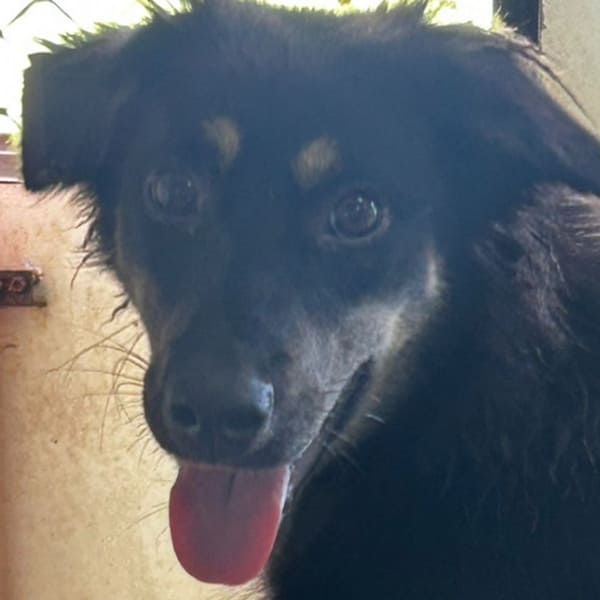 【待認養】混種犬 狗 (女生) - 澎湖縣流浪動物收容中心