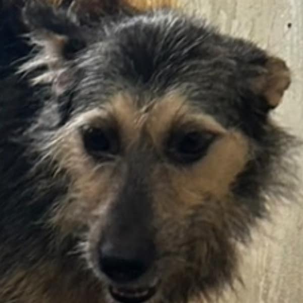 【待認養】混種犬 狗 (女生) - 澎湖縣流浪動物收容中心