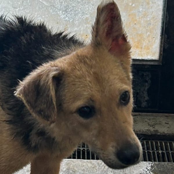 【待認養】混種犬 狗 (女生) - 澎湖縣流浪動物收容中心