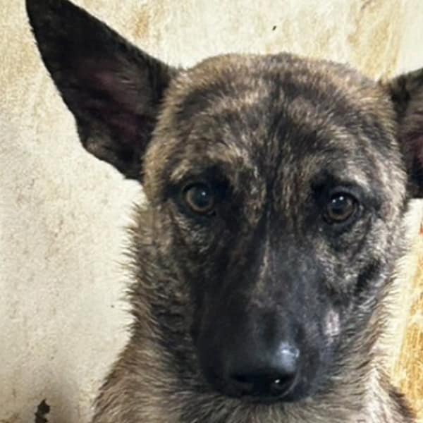 【待認養】混種犬 狗 (男生) - 澎湖縣流浪動物收容中心