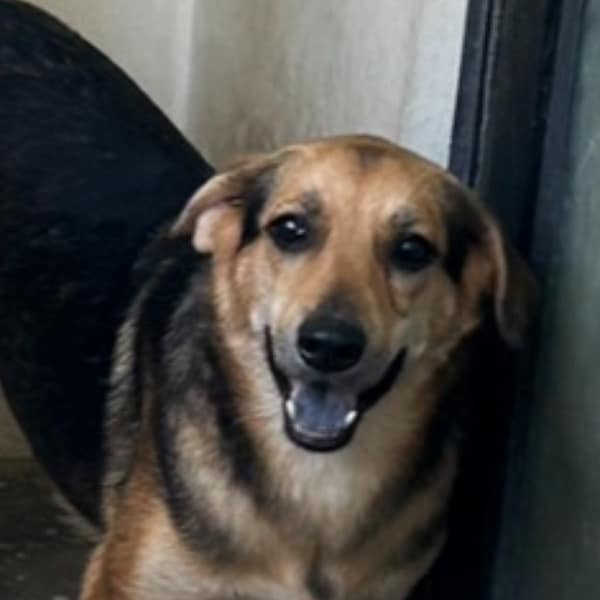 【待認養】混種犬 狗 (女生) - 澎湖縣流浪動物收容中心