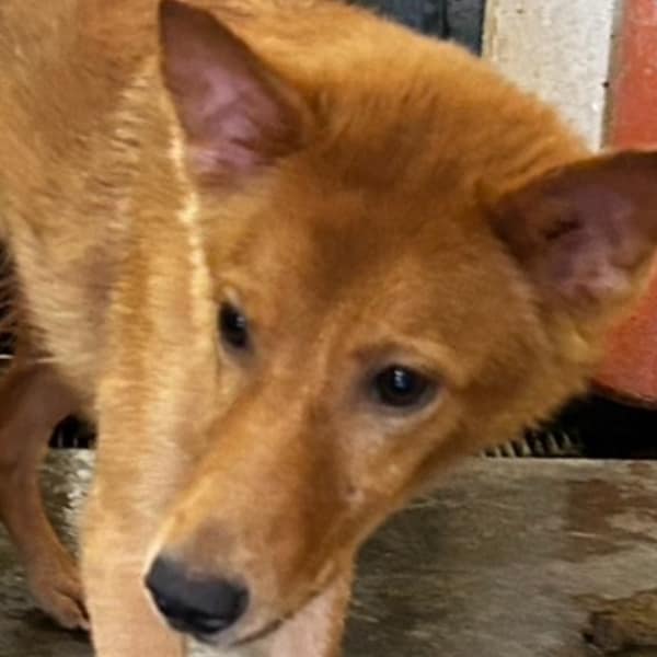 【待認養】混種犬 狗 (男生) - 澎湖縣流浪動物收容中心