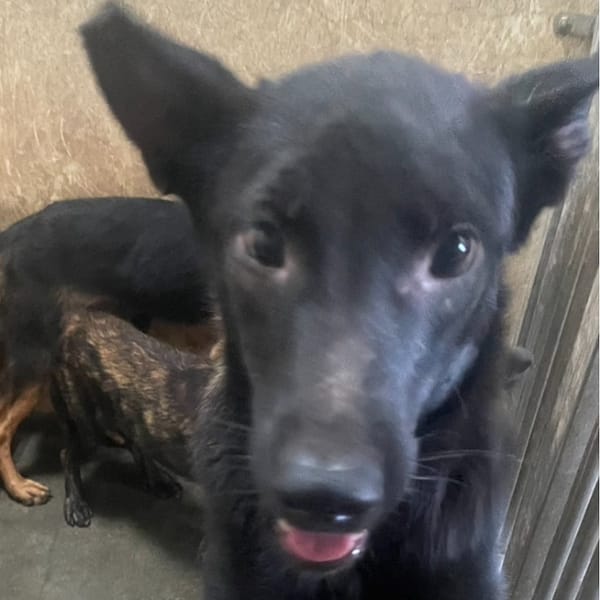 【待認養】混種犬 狗 (女生) - 澎湖縣流浪動物收容中心