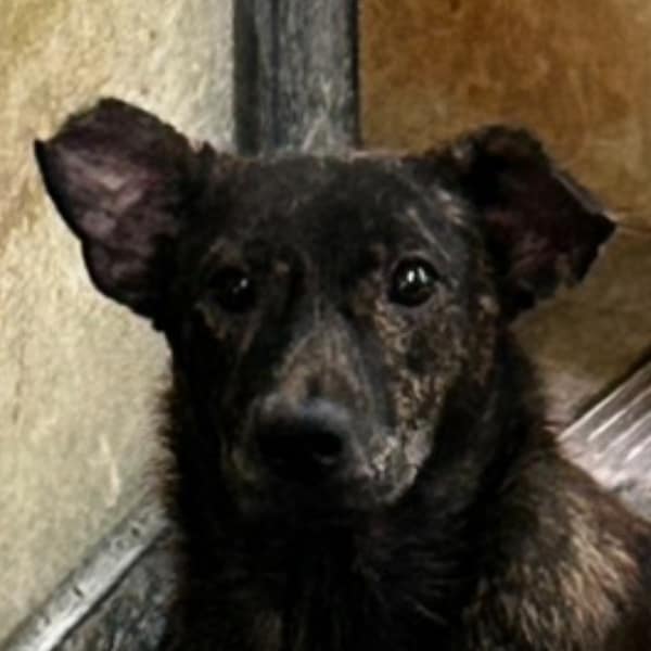 【待認養】混種犬 狗 (女生) - 澎湖縣流浪動物收容中心