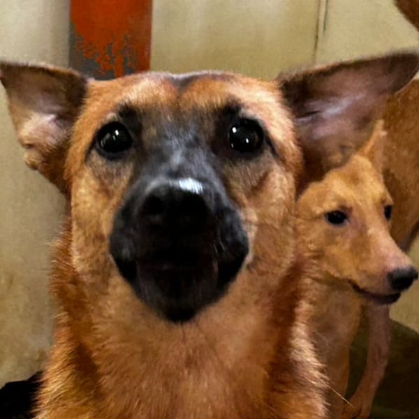 【待認養】混種犬 狗 (女生) - 澎湖縣流浪動物收容中心